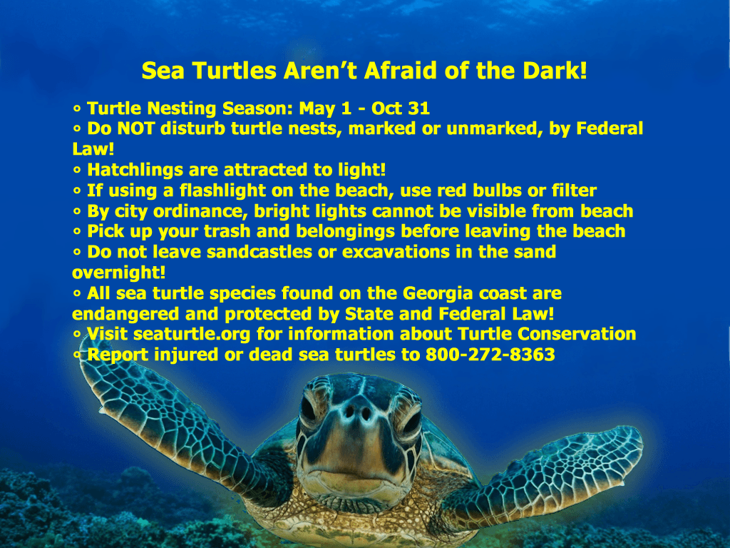 SeaTurtles