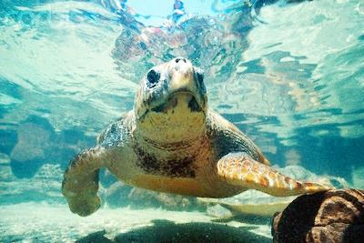 Loggerhead